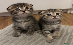 Scottish Fold cats for sale: 4 Scottish fold girl kittens  - Image 4