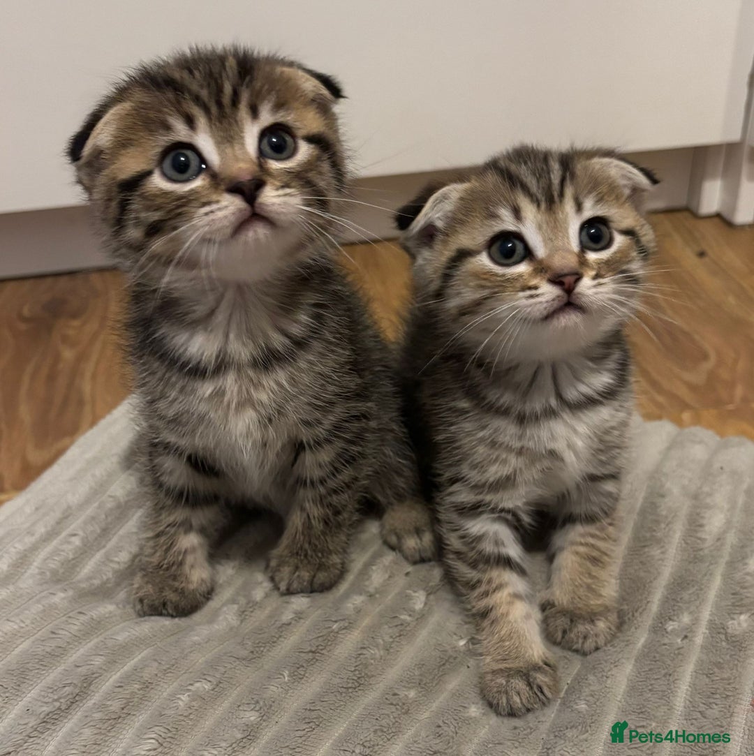 Scottish Fold cats for sale: 4 Scottish fold girl kittens  - Image 4