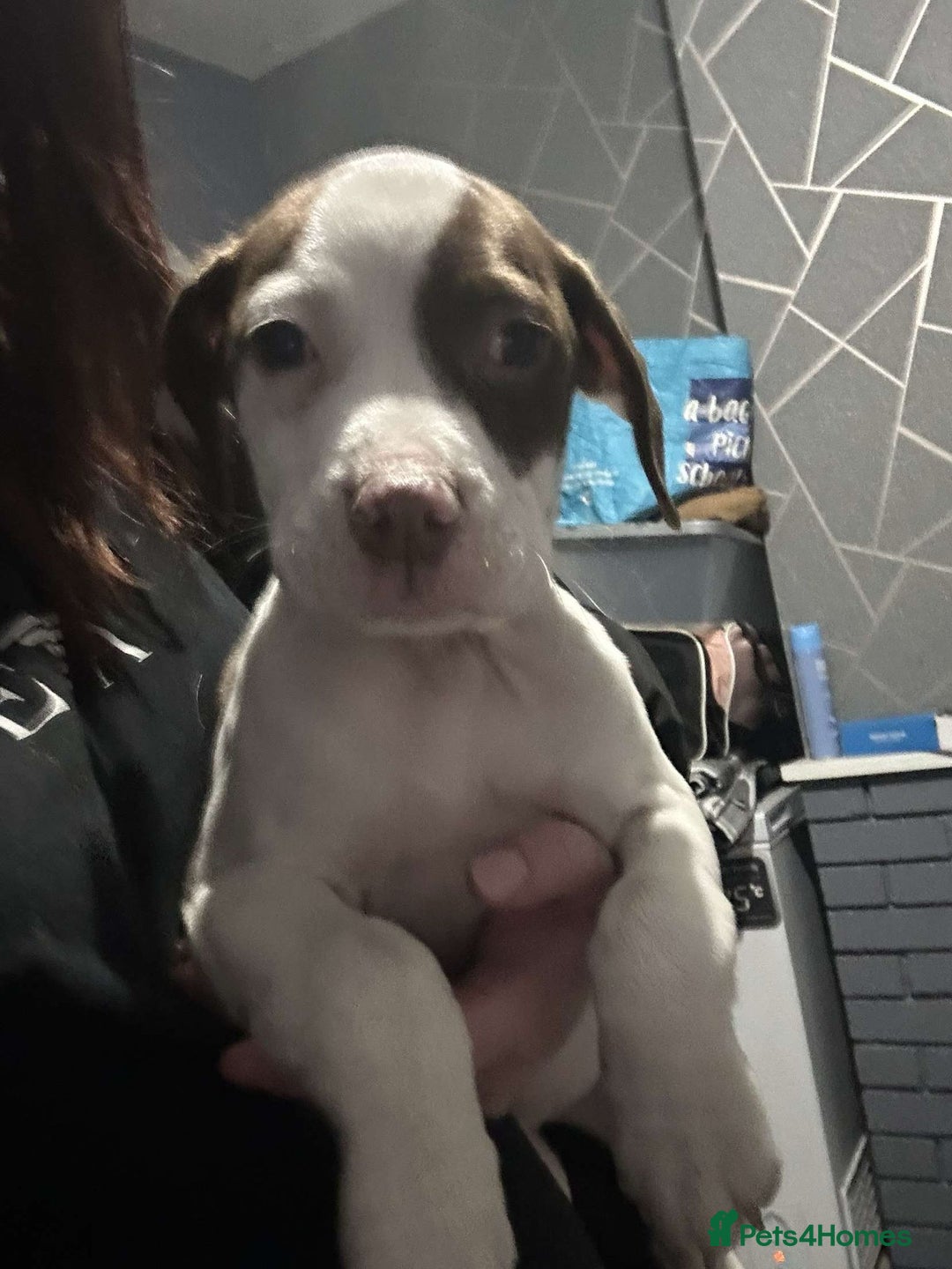 Mixed Breed dogs for sale: For sale mix breed female 7month old - Image 3