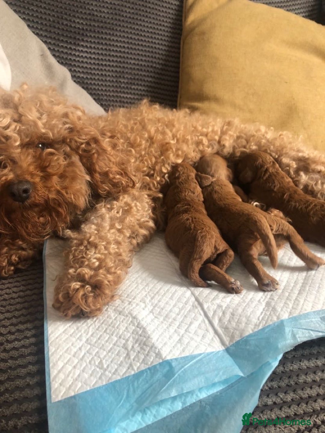 Cockapoo dogs for sale: 2 beautiful cockapoos for sale  in Scarborough - Image 3