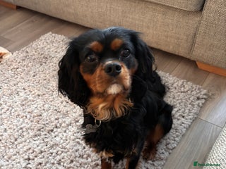 Cavalier King Charles Spaniel dogs in Ellesmere Port - Advert 8