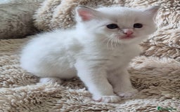 Ragdoll cats for sale: 4 Precious tica Ragdoll girls - Image 28