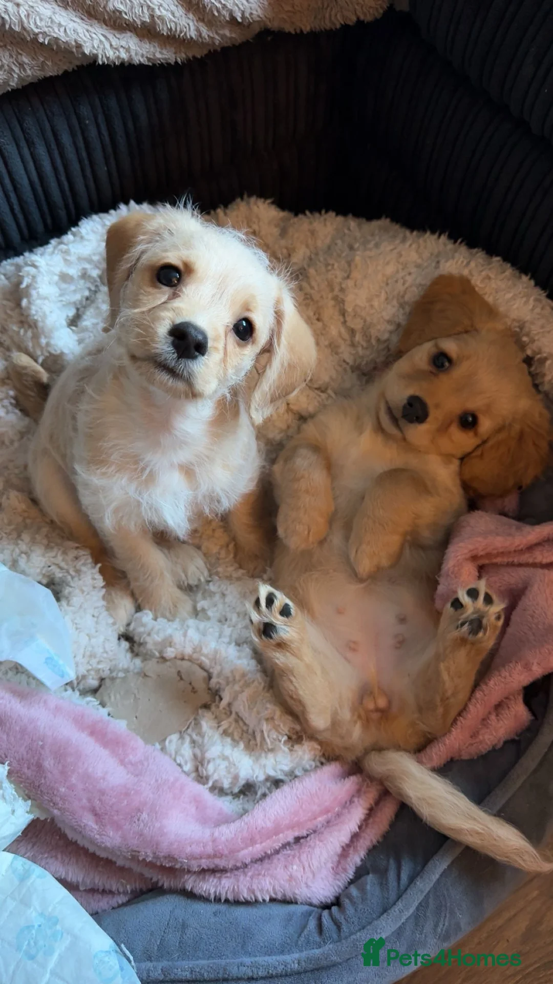 Mixed Breed dogs for sale: Dachshund Cavapoo mix  - Advert 1