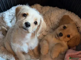 Mixed Breed dogs Dachshund Cavapoo mix - Advert 16