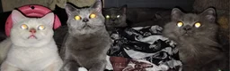British Shorthair cats for sale:  😻 British Shorthair Kittens 😻 - Advert 19