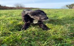 Cockalier dogs for sale: Stunning cockaliers  - Advert 7