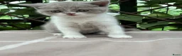 British Shorthair cats for sale: Lilac bi British shorthairs  - Advert 11