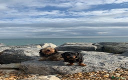 Dachshund dogs for sale: Dachshund  - Image 10