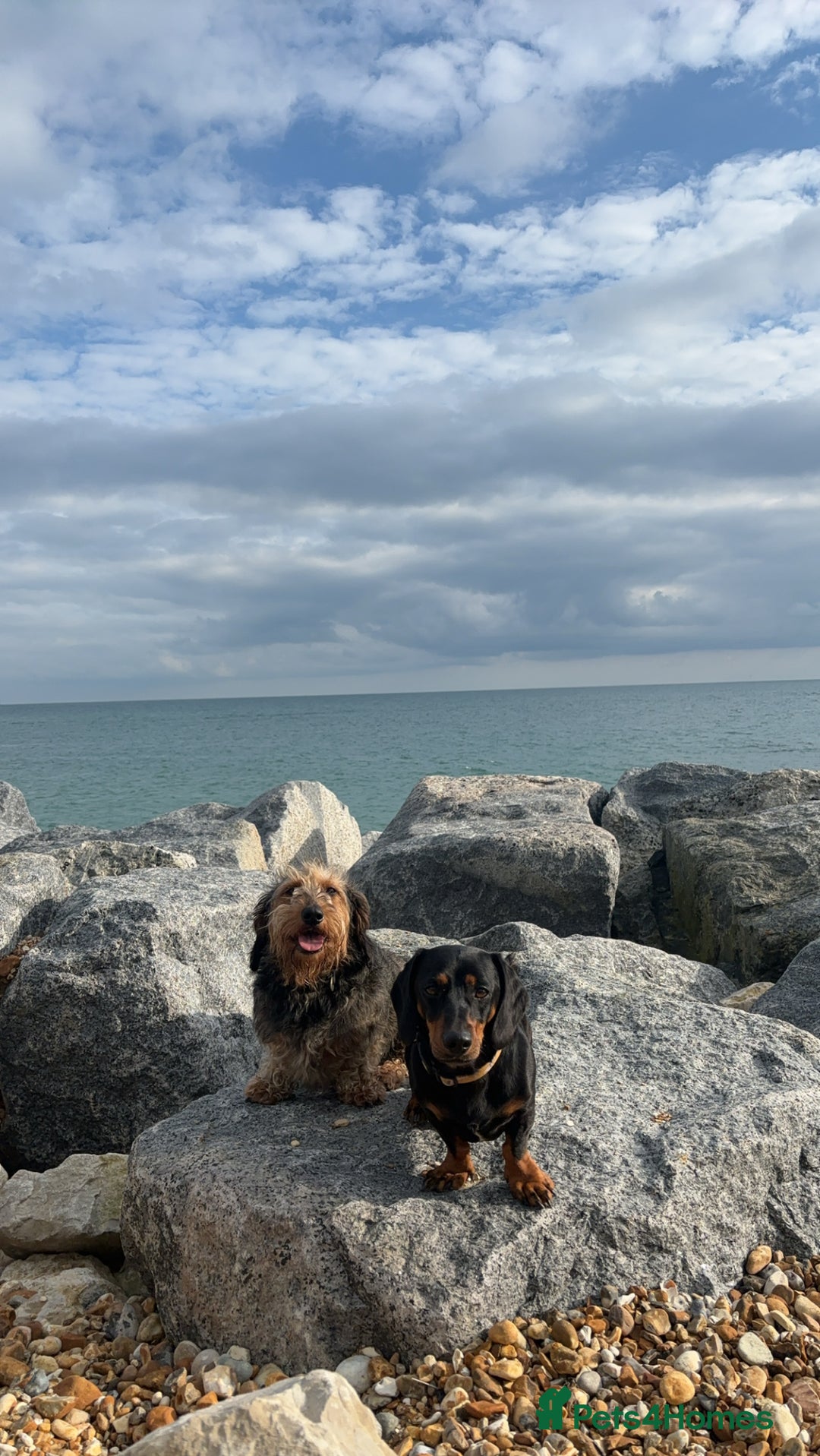 Dachshund dogs for sale: Dachshund  - Image 10