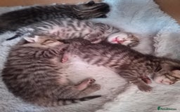 RagaMuffin cats for sale: Ragamuffin x ragdoll  - Image 3