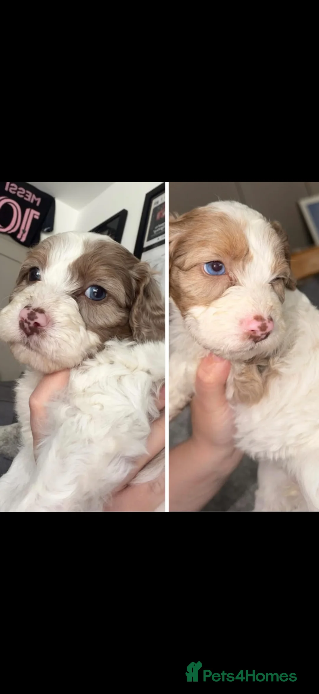 Cockapoo dogs for sale: Cockapoo puppies - Advert 1