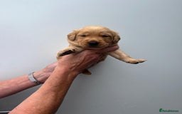 Goldador dogs for sale: F1 Golador puppies for sale  - Image 7