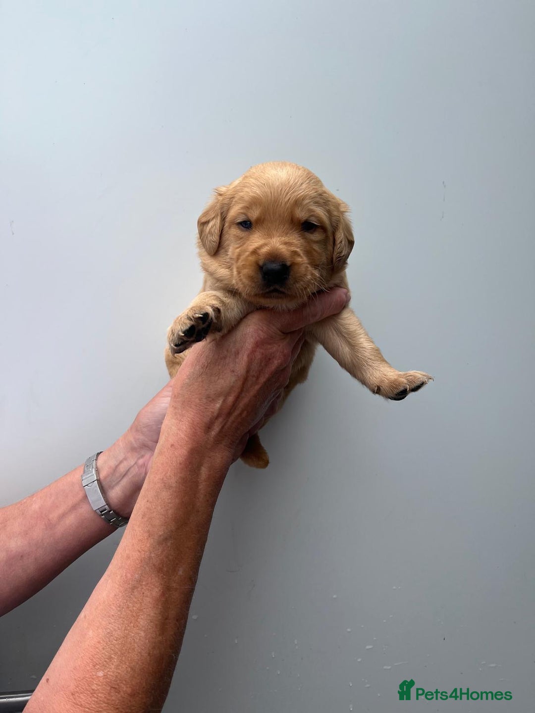 Goldador dogs for sale: F1 Golador puppies for sale  - Image 7