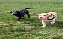 Labrador Retriever dogs for sale: Rehoming our beautiful boys, 9 month old labradors - Image 5