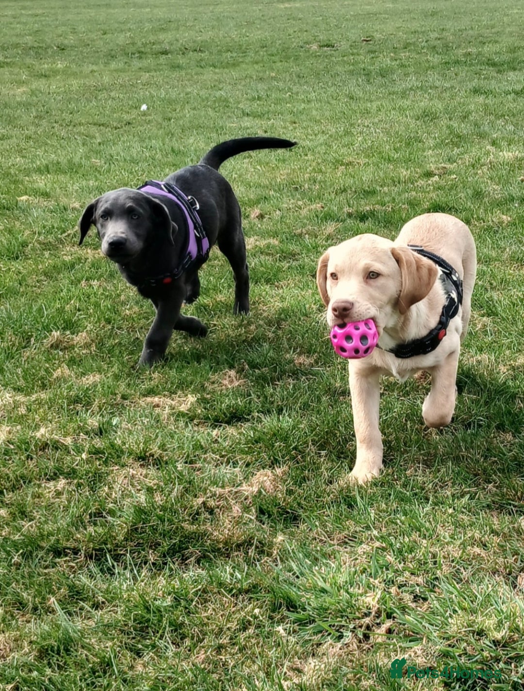 Labrador Retriever dogs for sale: Rehoming our beautiful boys, 9 month old labradors - Image 5