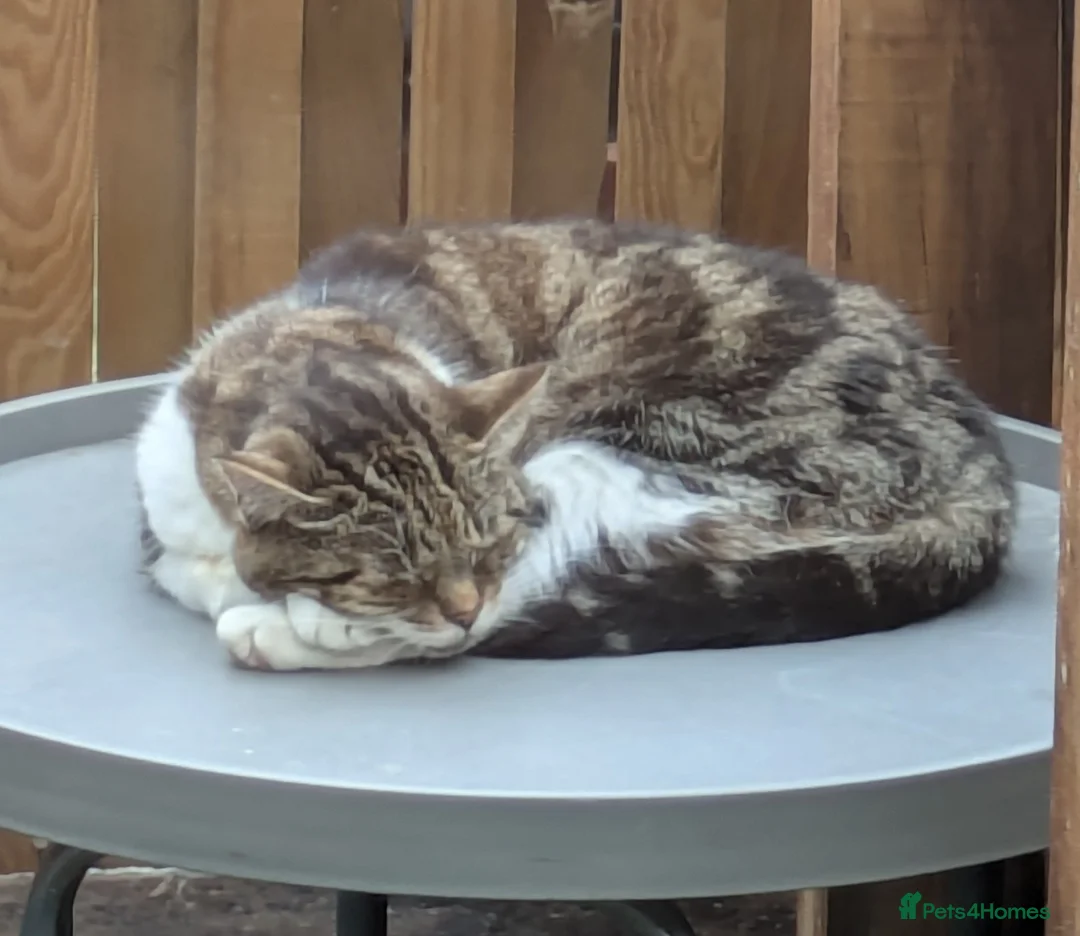 Domestic Shorthair cats for sale: 14 year old Domestic short haired female older cat - Advert 2