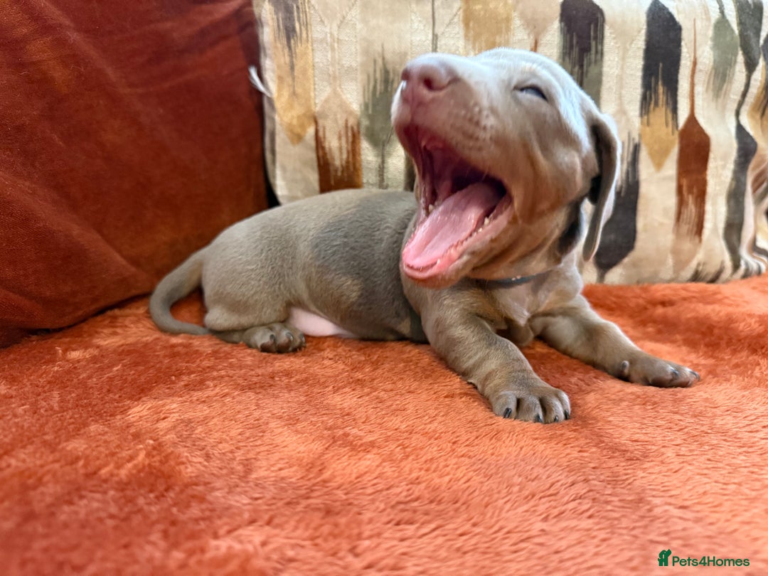 Miniature Dachshund dogs for sale: KC Reg Isabella & Tan Miniature Dachshund Puppies - Advert 22