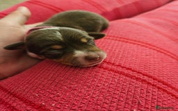 Mixed Breed dogs for sale: Chiweenie Puppies  - Image 3