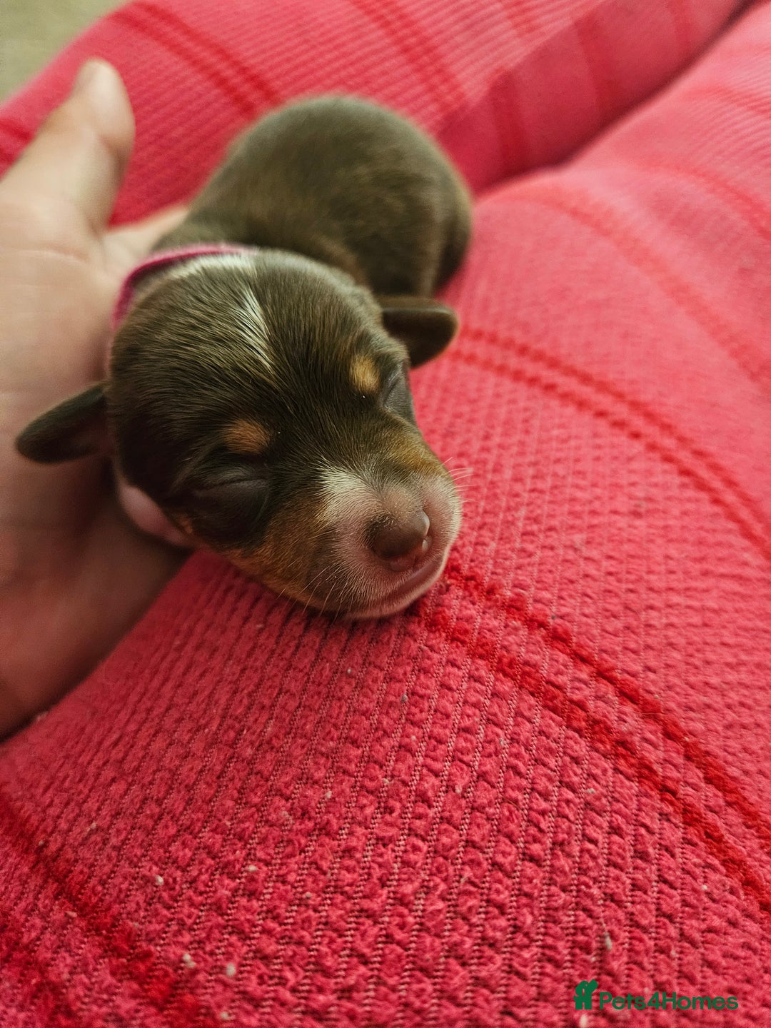Mixed Breed dogs for sale: Chiweenie Puppies  - Image 3