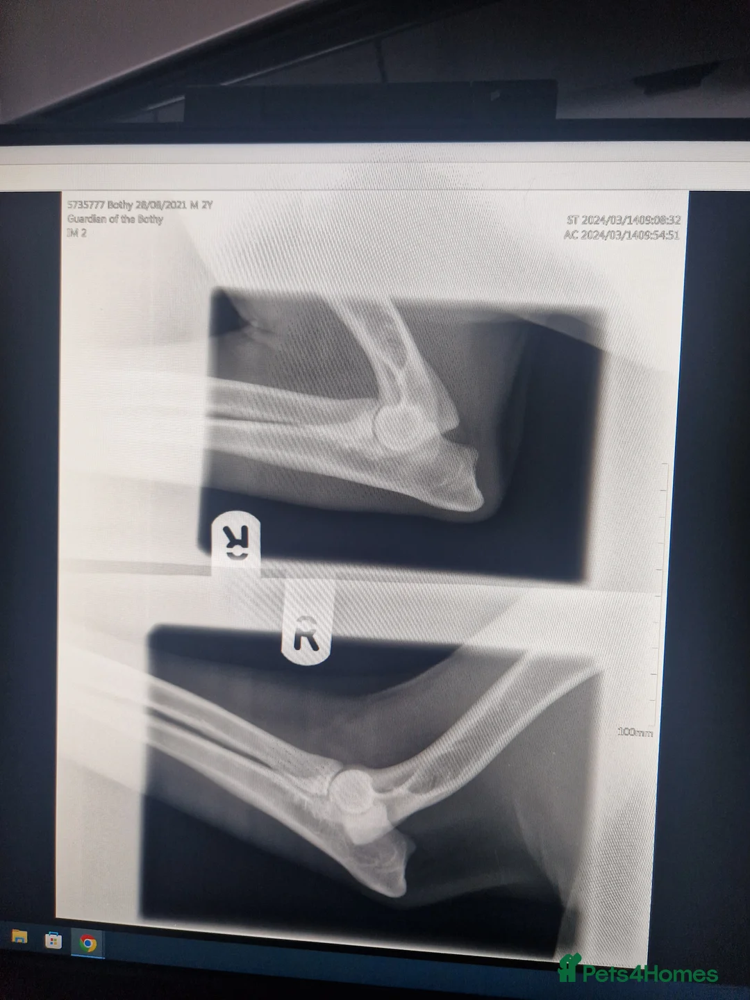 German Shorthaired Pointer dogs for stud: Proven sire full KC Reg GSP 5th Generation in Liverpool - Advert 16