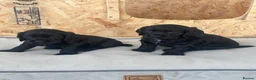 Cocker Spaniel dogs for sale: KC Registered Cocker Spaniel Puppies  - Advert 19