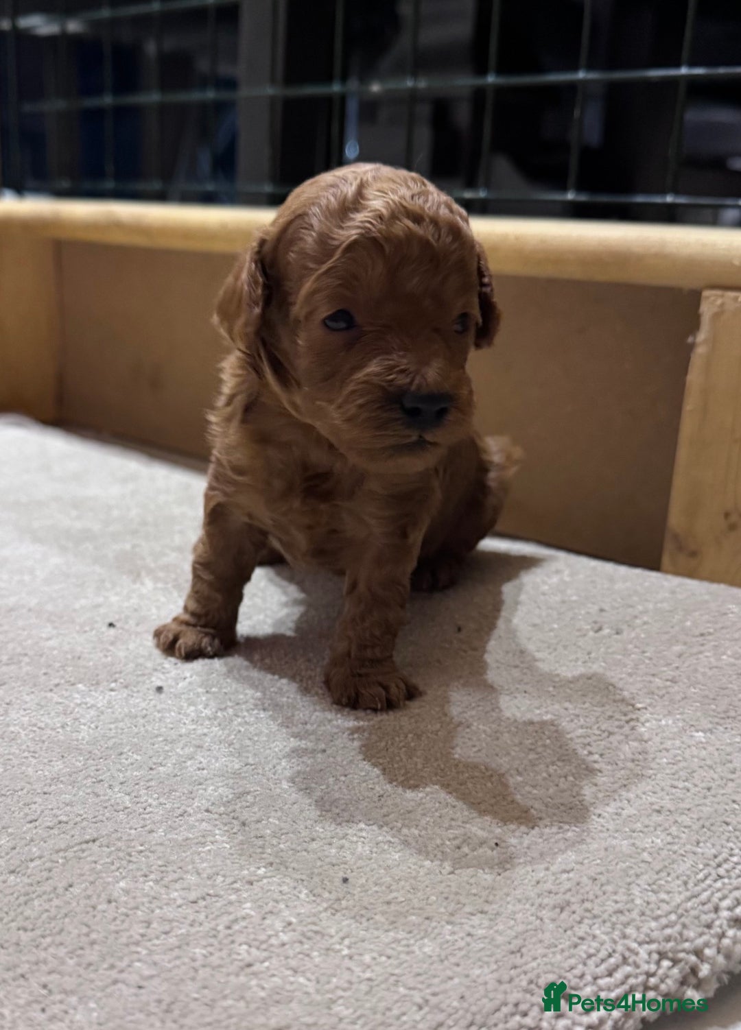 Maltipoo dogs for sale: 🐶 Adorable Red Maltipoo Puppies Available 🐶 - Advert 4
