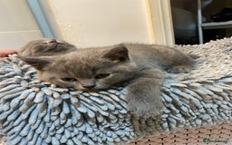 British Shorthair cats for sale: BRITISH kitties READY NOW  - Image 4