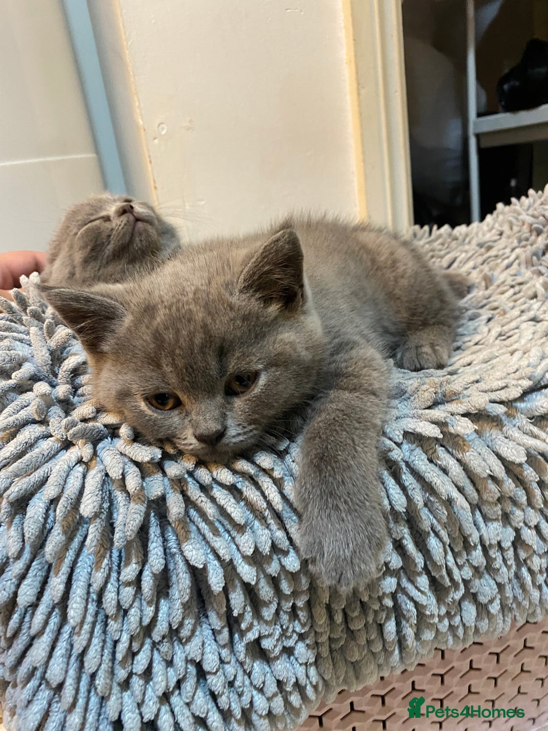 British Shorthair cats for sale: BRITISH kitties READY NOW  - Image 4