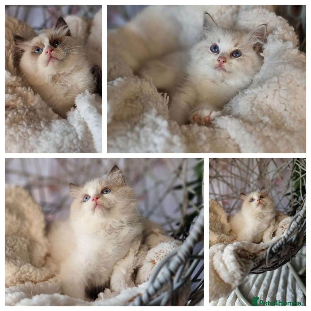 Ragdoll cats for sale: Quality Tica reg Ragdoll kittens  - Image 2