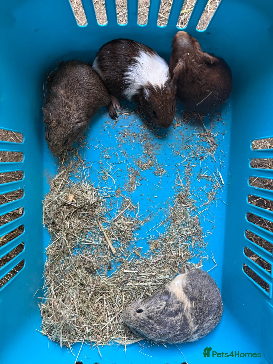 Guinea Pig rodents for sale: Female/Male baby Guinea Pigs for sale - Advert 2