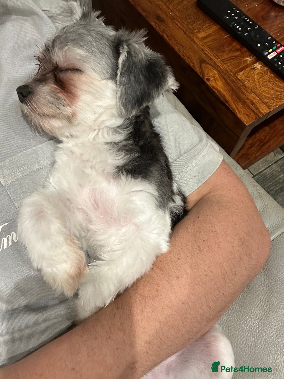 Maltipoo dogs for sale: 11 months old Asian Maltipoo 1.2kg - Advert 4