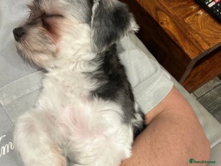 Maltipoo dogs 11 months old Asian Maltipoo 1.2kg - Advert 14