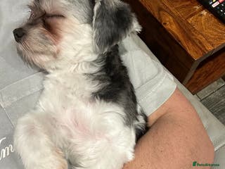 Maltipoo dogs 11 months old Asian Maltipoo 1.2kg - Advert 17