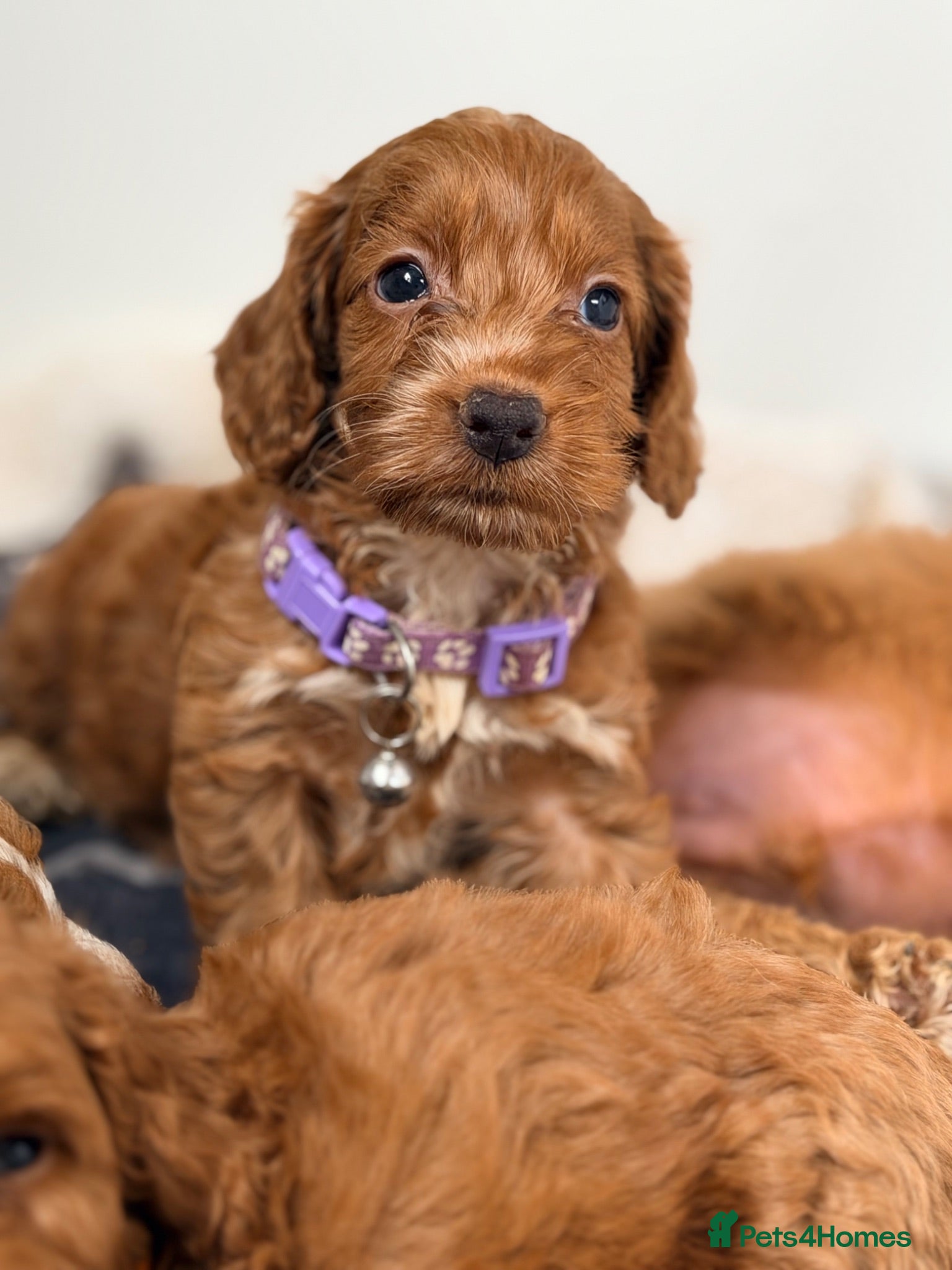 Cockapoo dogs ⚜️🌸Lady Whistledown  F1 Premium Cockapoos🌸⚜️ - Advert 1