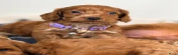 Cockapoo dogs for sale: ⚜️🌸Lady Whistledown  F1 Premium Cockapoos🌸⚜️ - Advert 6
