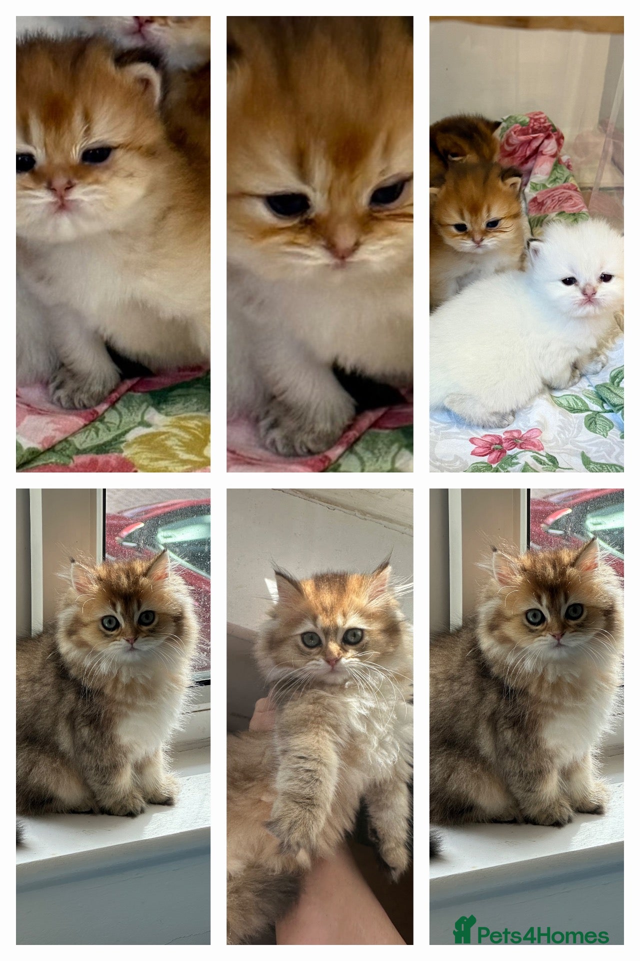 British Longhair cats BRITISH LONG HAIR NY12 GOLDEN SHADED & WHITE - Advert 5