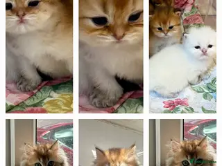 British Longhair cats BRITISH LONG HAIR NY12 GOLDEN SHADED & WHITE - Advert 5