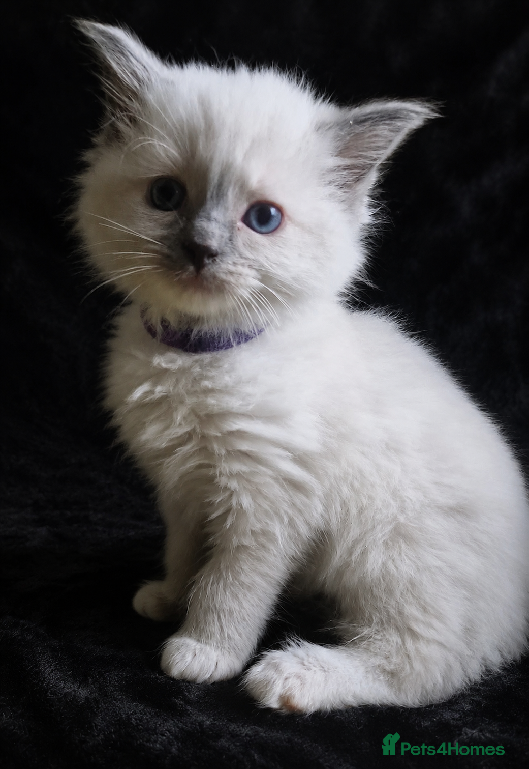 Ragdoll cats 2 Sweet Ragdoll Boys Looking for Loving Families  - Advert 2