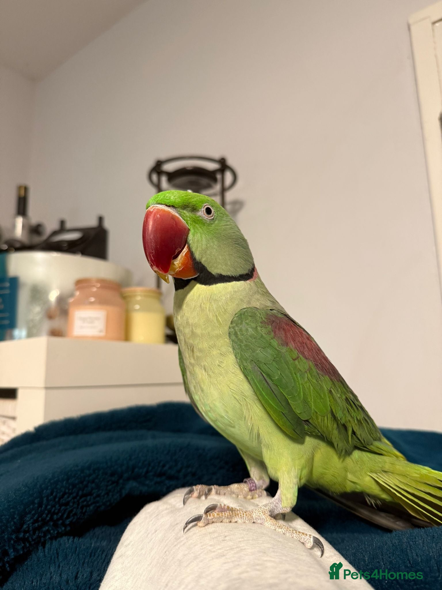 Parrots birds Alexandrine Parrot - Advert 3