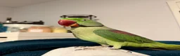 Parrots birds for sale: Alexandrine Parrot - Advert 1