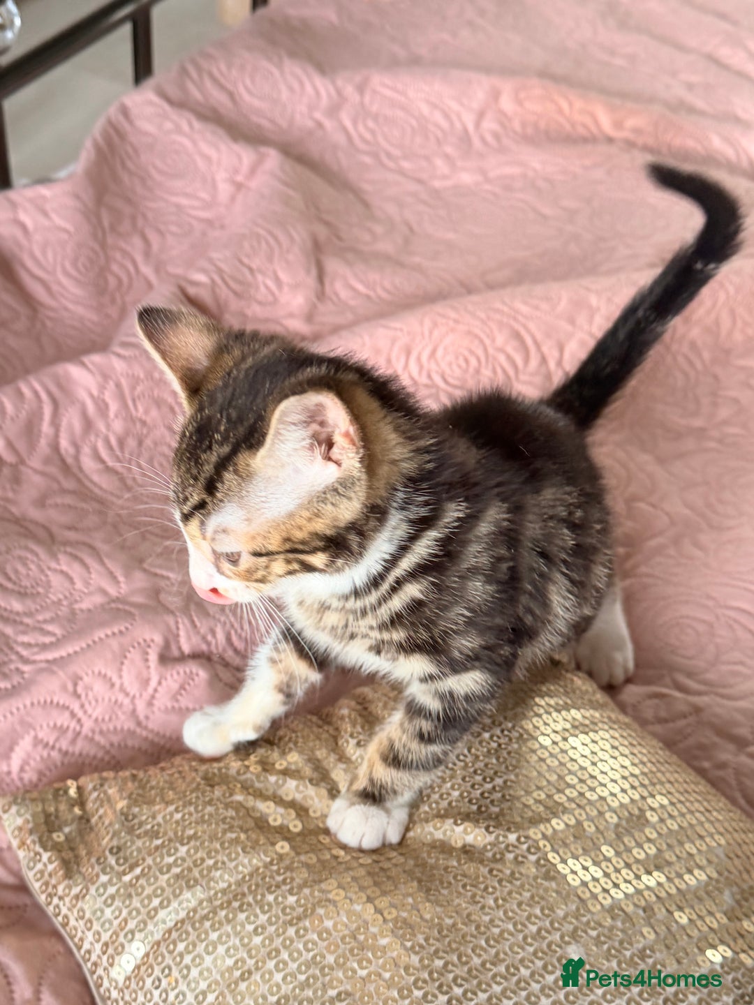 British Shorthair cats for sale: Purr-fect  **  Kittens Ready for new home - Advert 12