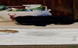 Shihpoo dogs for sale: Shizpoo Boy - Image 4