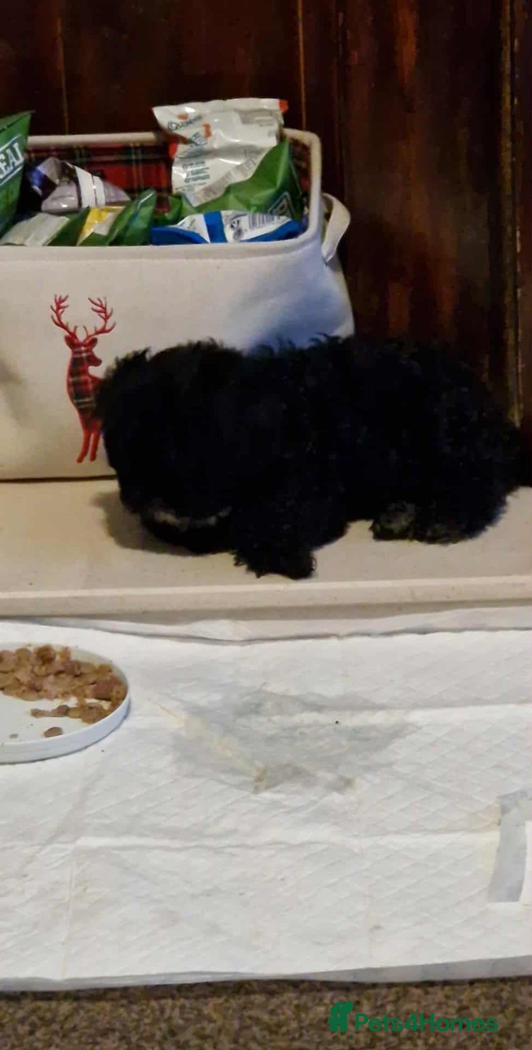 Shihpoo dogs for sale: Shizpoo Boy - Image 4