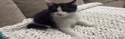 Mixed Breed cats for sale: gorgeous playful kittens 1 boy & 1 girl - Advert 4