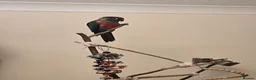 Conures birds for sale: Tame Crimson Conure - Advert 4