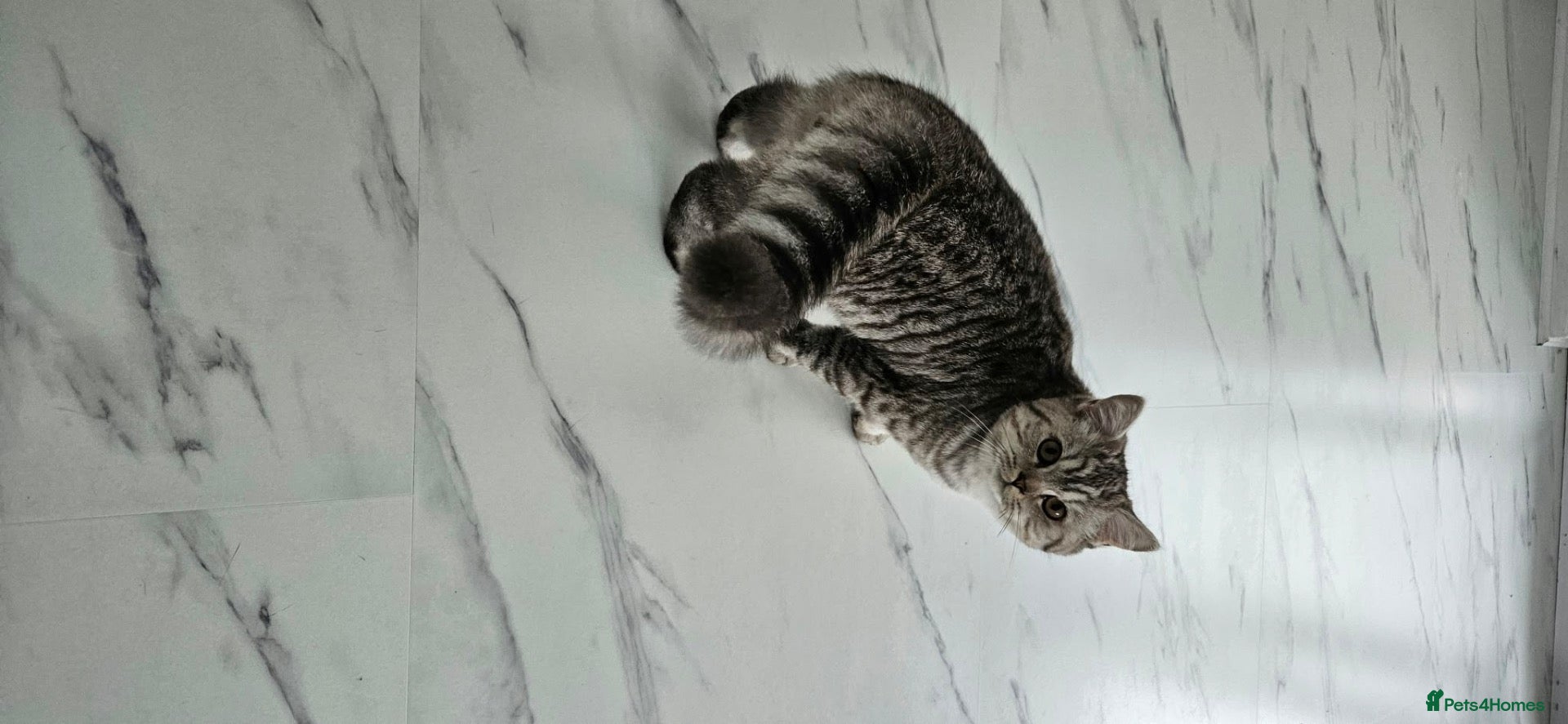 British Shorthair cats British shorthair champion GCCF registered  - Advert 2