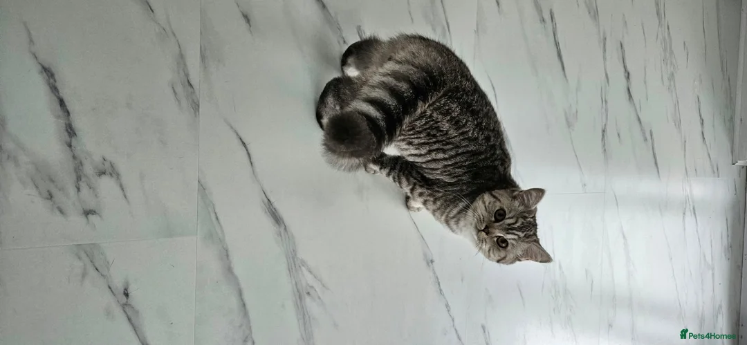 British Shorthair cats for sale: British shorthair champion GCCF registered  - Advert 2