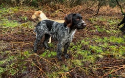 German Wirehaired Pointer dogs for sale: KC Reg GWP puppies  - Advert 10