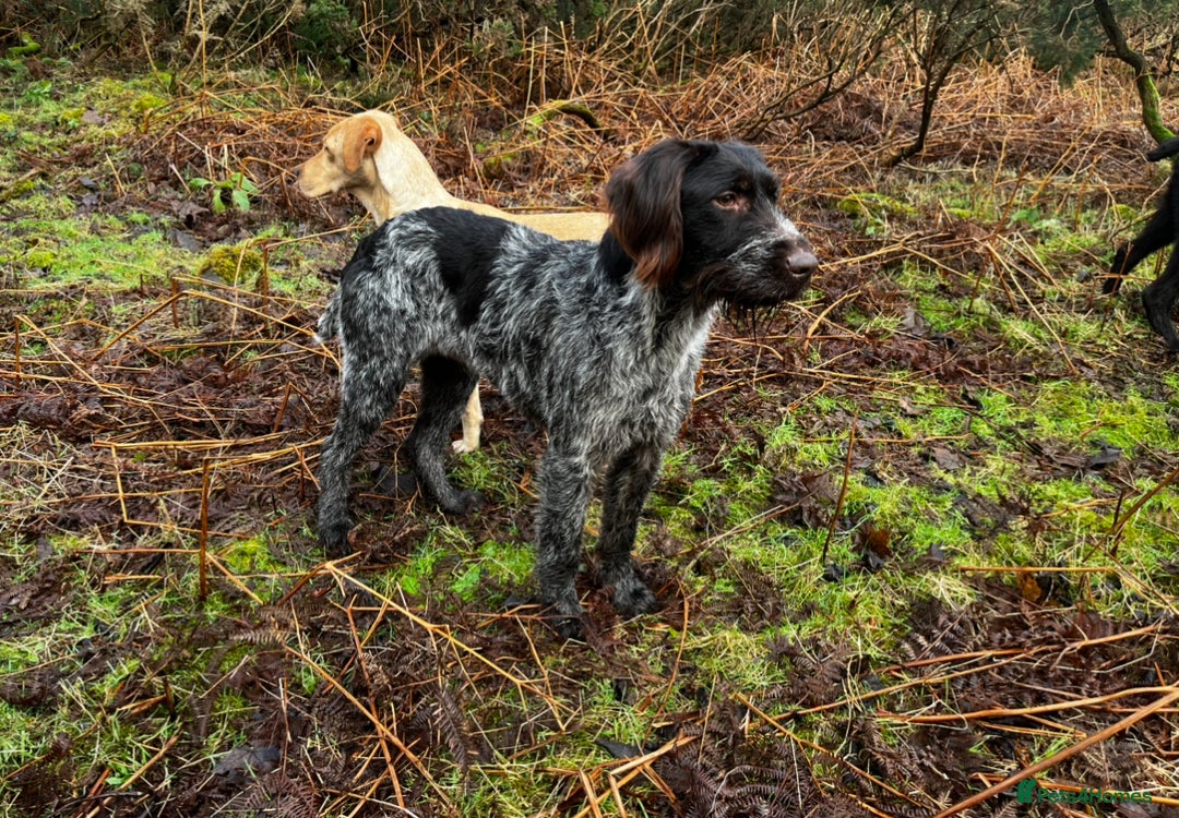 German Wirehaired Pointer dogs for sale: KC Reg GWP puppies  - Advert 10