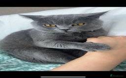 British Shorthair cats for sale: British short hair  - Image 13